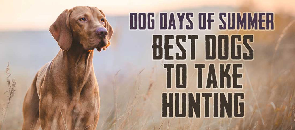 Dog Days Of Summer: Best Dogs For Hunting