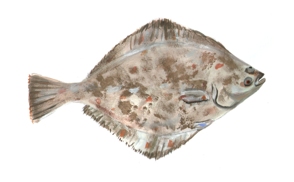 How to Troll the Pacific for a Starry Flounder